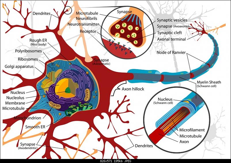 Klicken Sie auf die Grafik fr eine grere Ansicht 

Name:	neuron.jpg 
Hits:	306 
Gre:	195,3 KB 
ID:	1952