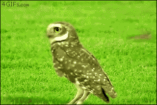 Name:  kuvaton-sneaky-owl.gif
Hits: 244
Gre:  1.021,3 KB