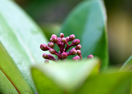 Name:  Herbstblüten-im-Garten.jpg
Hits: 72
Gre:  27,6 KB